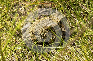 The toad is on the grass. The animal is an amphibian. Latin name Bufonidae photo