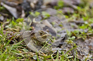 Toad at the grass
