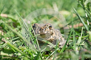 The toad on the grass