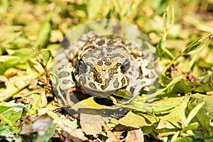 The toad on the grass