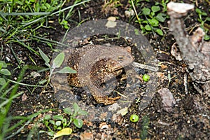 Toad in the grass