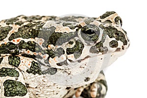 Toad green, lat. Bufo viridis, isolated on white background