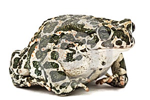 Toad green, lat. Bufo viridis, isolated on white background