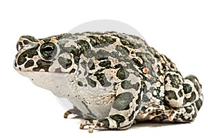 Toad green, lat. Bufo viridis, isolated on white background