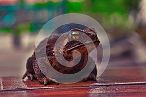 The toad on the road