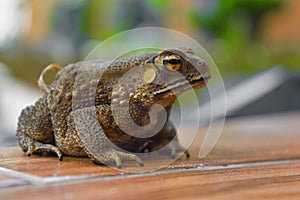 The toad on the road