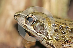 Toad on the ground in close up