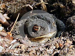 Toad in ground hole