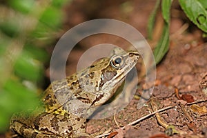 Toad on the ground