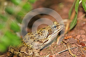 Toad on the ground