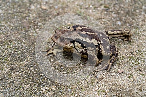 a toad on the ground