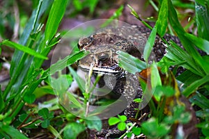 The toad has the same appearance as a frog in other families, but it has a distinctive,