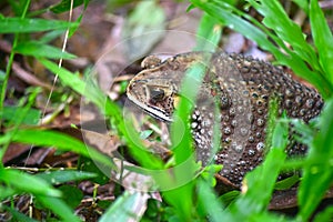 The toad has the same appearance as a frog in other families, but it has a distinctive,