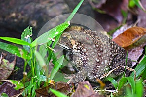 The toad has the same appearance as a frog in other families, but it has a distinctive,