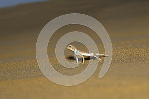 Toad Headed Agama,genus Phrynocephalus Desert National Park, Rajasthan