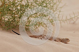 Toad-headed agama, Phrynocephalus mystaceus. Calm desert roundhead lizard on the sand in its natural environment. A