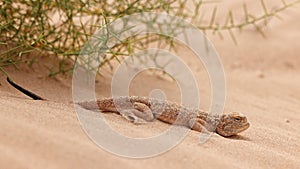 Toad-headed agama, Phrynocephalus mystaceus. Calm desert roundhead lizard on the sand in its natural environment. A