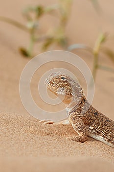 Toad-headed agama, Phrynocephalus mystaceus. Calm desert roundhead lizard on the sand in its natural environment. A