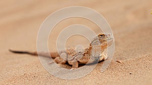 Toad-headed agama, Phrynocephalus mystaceus. Calm desert roundhead lizard on the sand in its natural environment. A