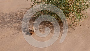 Toad-headed agama, Phrynocephalus mystaceus. Calm desert roundhead lizard on the sand in its natural environment. A