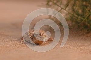 Toad-headed agama, Phrynocephalus mystaceus. Calm desert roundhead lizard on the sand in its natural environment. A