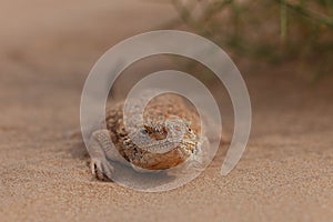 Toad-headed agama, Phrynocephalus mystaceus. Calm desert roundhead lizard on the sand in its natural environment. A