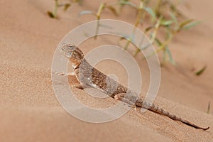 Toad-headed agama, Phrynocephalus mystaceus. Calm desert roundhead lizard on the sand in its natural environment. A