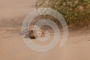 Toad-headed agama, Phrynocephalus mystaceus. Calm desert roundhead lizard on the sand in its natural environment. A