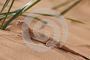 Toad-headed agama, Phrynocephalus mystaceus. Calm desert roundhead lizard on the sand in its natural environment. A