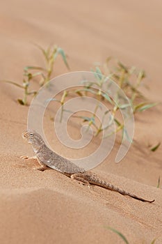 Toad-headed agama, Phrynocephalus mystaceus. Calm desert roundhead lizard on the sand in its natural environment. A