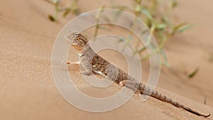 Toad-headed agama, Phrynocephalus mystaceus. Calm desert roundhead lizard on the sand in its natural environment. A