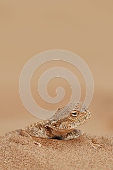 Toad-headed agama, Phrynocephalus mystaceus. Calm desert roundhead lizard on the sand in its natural environment. A