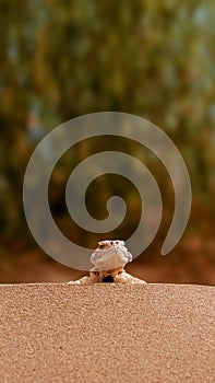 Toad-headed agama, Phrynocephalus mystaceus. Calm desert roundhead lizard on the sand in its natural environment. A