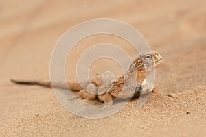 Toad-headed agama, Phrynocephalus mystaceus. Calm desert roundhead lizard on the sand in its natural environment. A