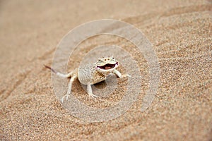 Toad-headed Agama Phrynocephalus mystaceus on a sand dune in Altyn Emel National Park. Kazakhstan.