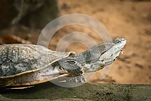 Toad-headed turtle (Phrynops geoffroanus) resting on the group