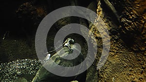 toad-headed turtle swims in an aquarium. Phrynops geoffroanus, commonly known as Geoffroy's side-necked turtle. close up