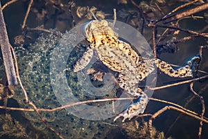 Toad