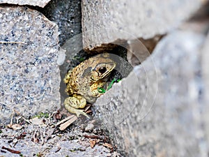 The toad hibernate