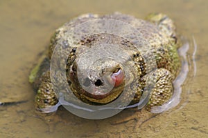 toad in a puddle