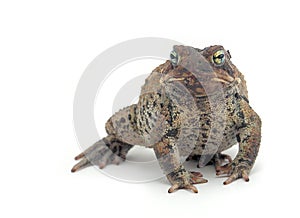 Toad Isolated on White