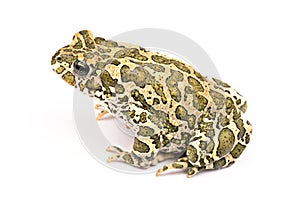 Toad isolated on a white background