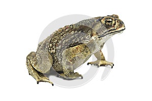 Toad isolated on white background