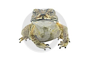 Toad isolated on white background