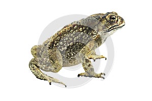 Toad isolated on white background