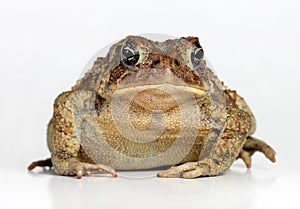 Toad Isolated on White