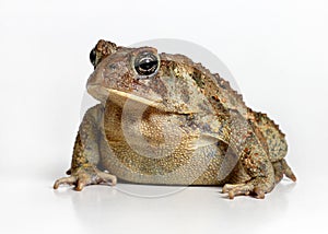 Toad Isolated on White