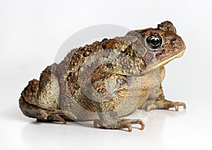 Toad Isolated on White