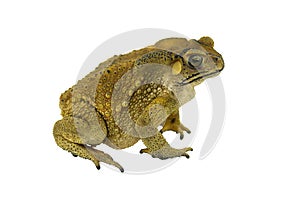 Toad isolated photo