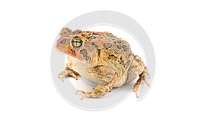toad isolated on white background. Southern toad - Anaxyrus terrestris - front side profile view, frown, warty bumpy skin,